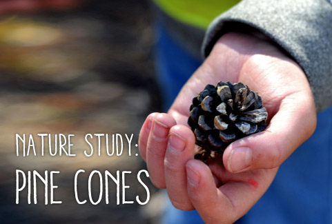 nature_study_pine_cones